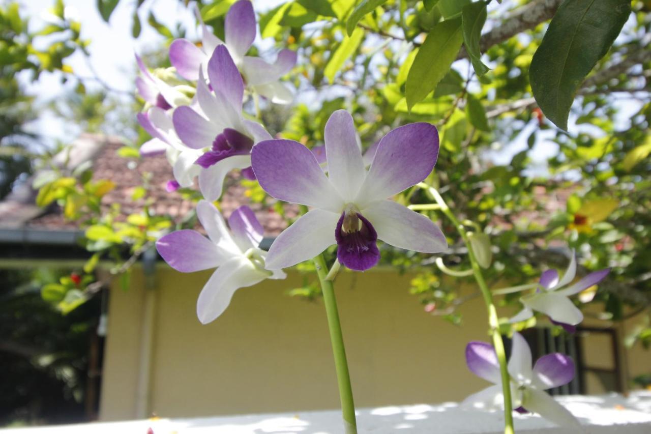 Bentota Home Stay Екстериор снимка